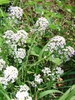 Lobularia maritima