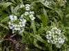 Lobularia maritima