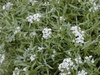Lobularia maritima