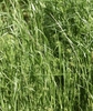 Fine-textured grass with upright, narrow inflorescences.