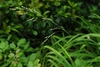 Flower spike (Highland Park, Greensboro, NC)-Late Spring