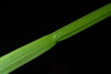Leaf stalk (Highland Park, Greensboro, NC)-Late Spring