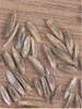 Fruit