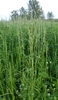 Form