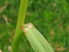 Stem
