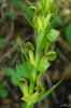 Flowers and leaves