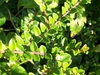 Leafy shoots with opposite, ovate leaves.