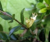 Pair of small, greenish white tubular flowers.