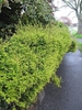 Hedge of a plant with small golden yellow leaves