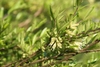 Shrub with small leaves and greenish-white flowers.