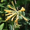 Yellow, tubular flowers.