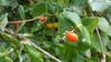 Red berry borne among green, opposite leaves.