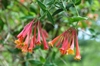 Masses of red, trumpet-shaped flowers with yellow stamens.
