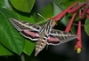 Large moth nectaring on the red trumpet flowers.