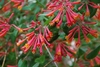 Masses of red, trumpet-shaped flowers with yellow stamens.
