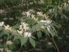 Leafy shoots bearing white tubular flowers that age to yellow