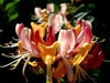 Cluster of pink and yellow funnel-shaped flowers.
