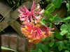 Cluster of pink and yellow funnel-shaped flowers.