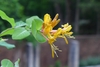 Pale orange tubular flowers with recurved corolla lobes.
