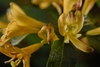 Yellow tubular flowers.
