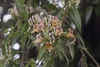 Clusters of reddish yellow tubular flowers.