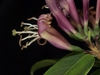 Tubular reddish flowers