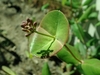 Flower buds in April in West Pomeranian, Poland