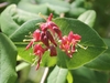 Red tubular flowers borne above conjoined opposite leaves.