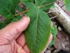 Hand grasping leaf to show size and pinnate venation