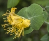 cluster of yellow, funnel-shaped flowers.