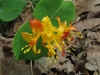 yellow, funnel-shaped flowers. Older flowers are orange.