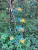 vine with opposite leaves & clusters of yellow tubular f.