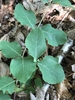 Ovoid, opposite, entire leaves on a wiry stem.