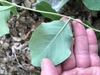 Hand turning a leaf over to show the glaucous underside.