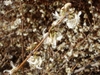 Leafless stem bearing small, white, funnel-shaped flowers.