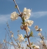 Leafless stem bearing small, white, funnel-shaped flowers.
