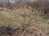 Leafless, twiggy, rounded shrub with small white flowers.