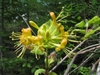 cluster of yellow, funnel-shaped flowers.