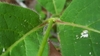 Close up of node showing hairy leaves and stems.