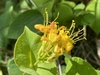 cluster of yellow, funnel-shaped flowers.