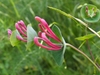 Leafy shoot with a pair of conjoined leaves below flower buds