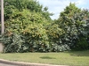 Vine growing rampantly over shrubs.