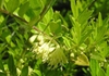 Shrub with small leaves and greenish-white flowers.