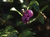 Close-up on translucent violet berries.
