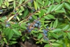 Shrub with small leaves and translucent blue fruits