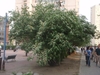 Large, dense shrub towering over a sidewalk.