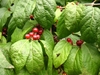 Branches with opposite leaves & pairs of axillary, red berries.