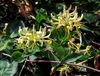 Clusters of white flowers aging to yellow