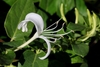 Single, 2-lipped, tubular flower with exserted stamens