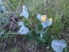 Cluster of yellow flowers backed by conjoined glaucous leaves.